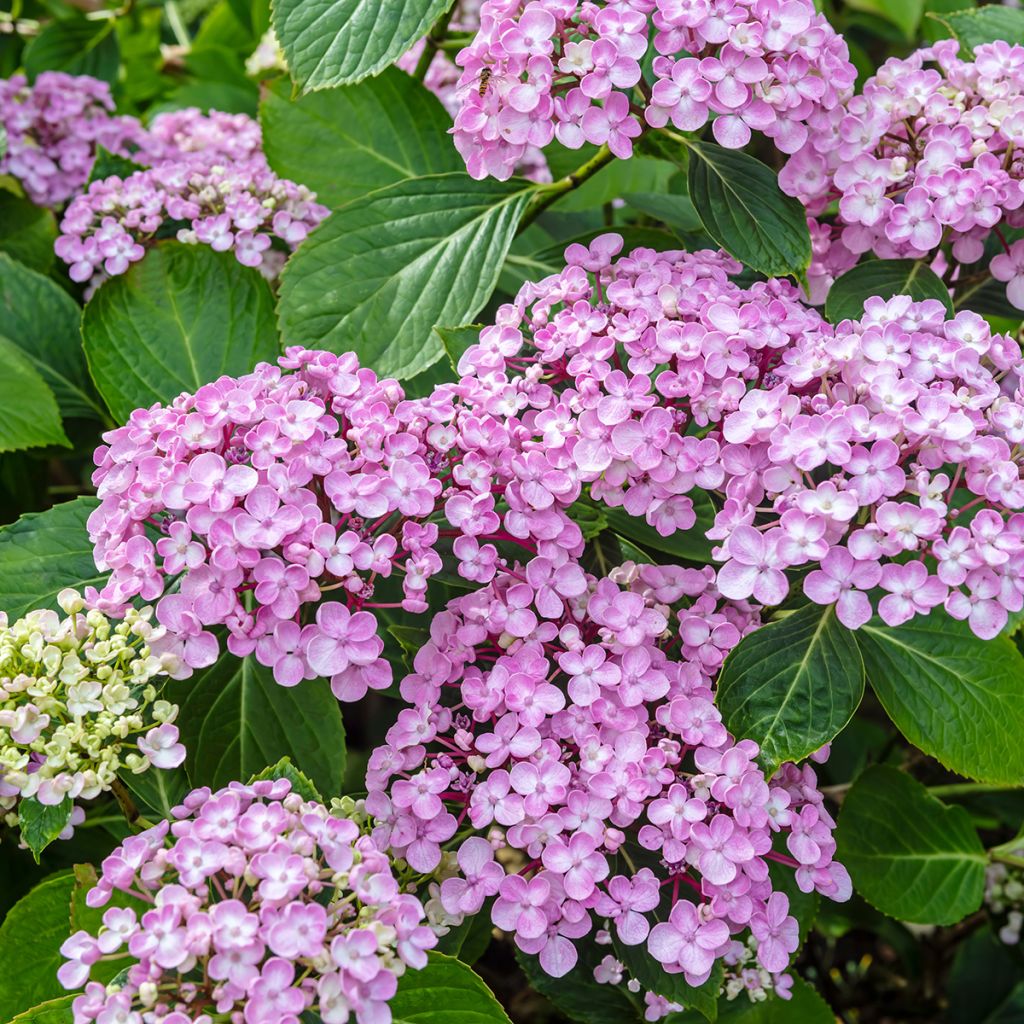 Hortensia macrophylla Ayesha - Hydrangea