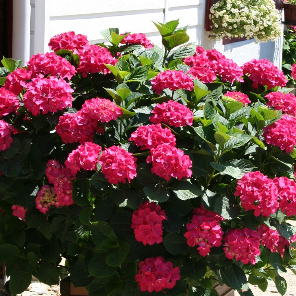 Hortensia macrophylla King George V - Hydrangea