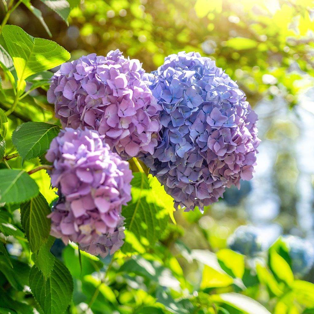 Hortensia macrophylla Magical Harmony - Hydrangea