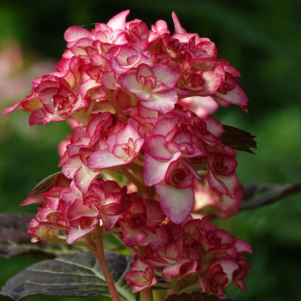 Hortensia macrophylla Miss Saori - Hydrangea