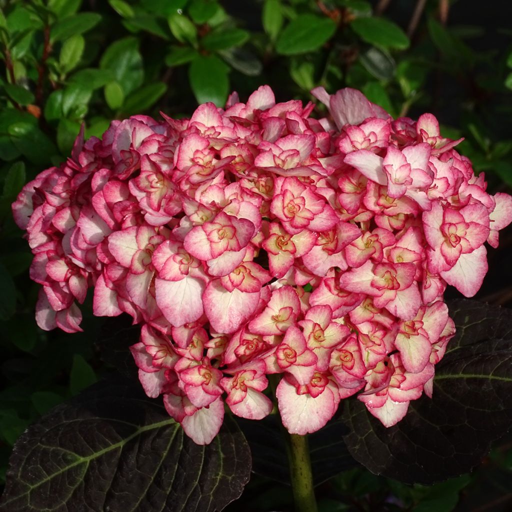 Hortensia macrophylla Miss Saori - Hydrangea