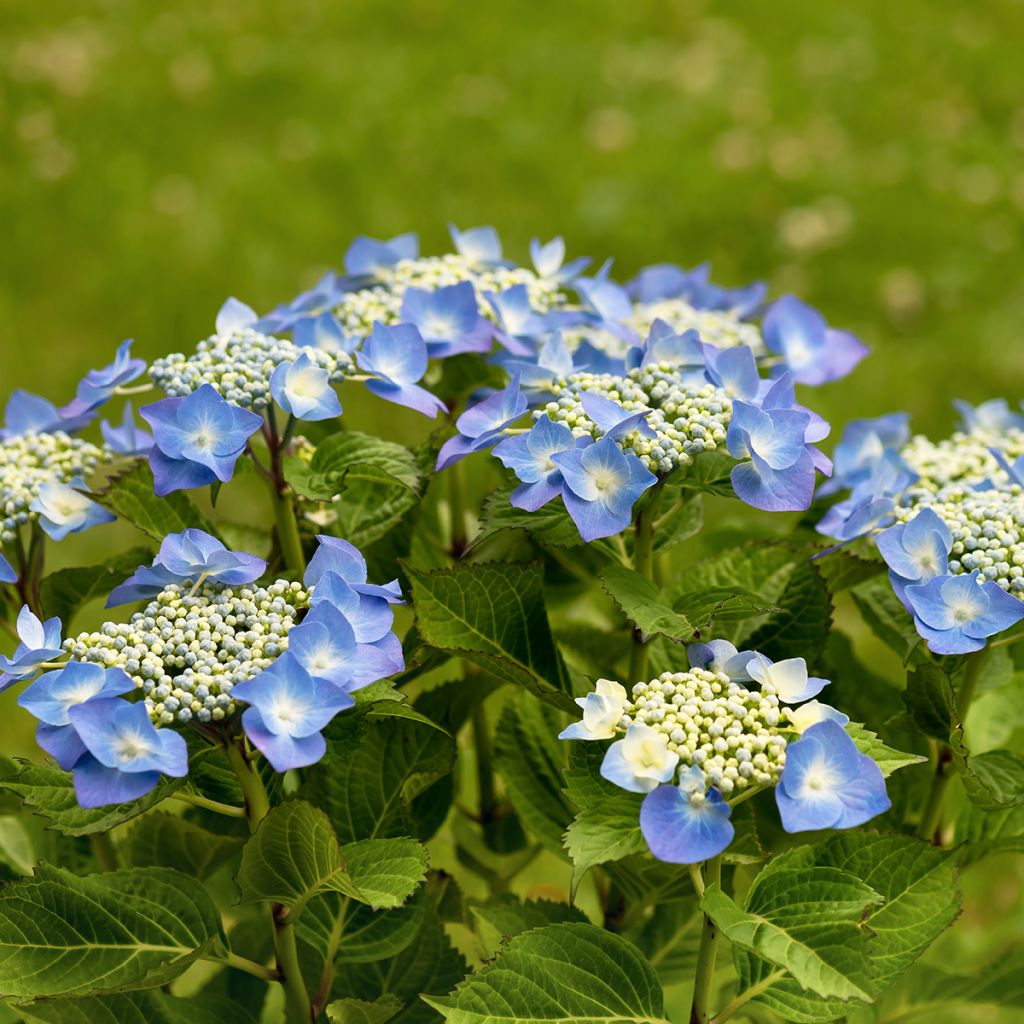 Hortensia macrophylla Teller Blue - Hydrangea