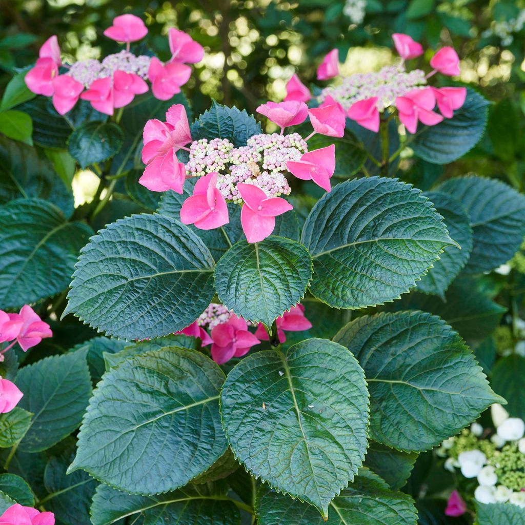 Hortensia macrophylla Teller Red - Hydrangea