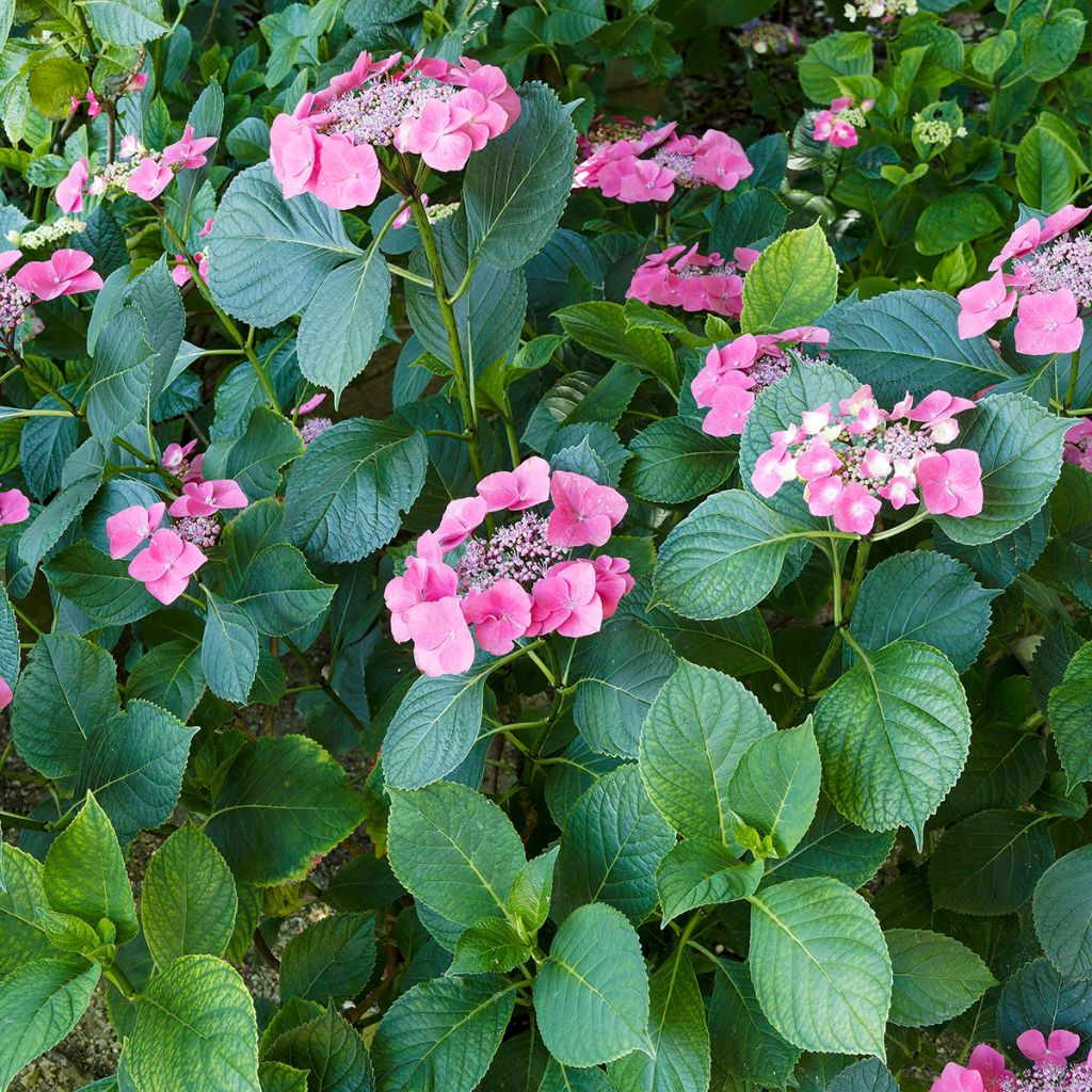 Hortensia macrophylla Teller Red - Hydrangea