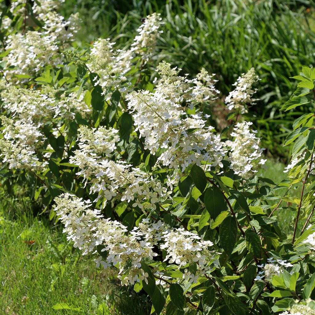 Hortensia paniculata Tardiva - Hydrangea