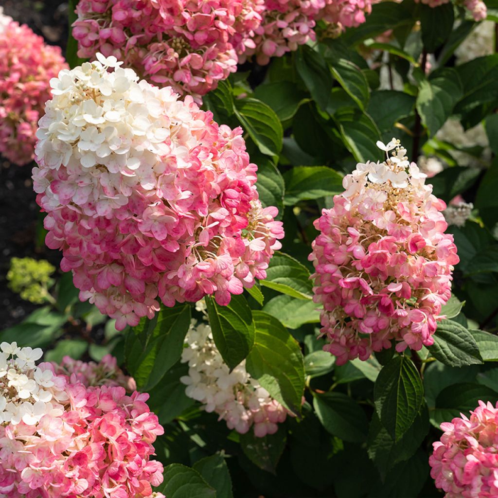 Hortensia paniculata Living Pinky Promise - Hydrangea paniculata