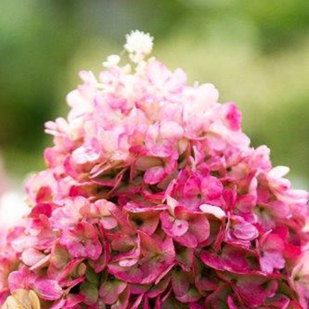 Hortensia paniculata Living Pinky Promise - Hydrangea paniculata