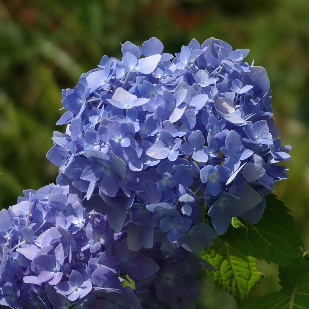 Hortensia macrophylla Endless Summer The Original Blue - Hydrangea