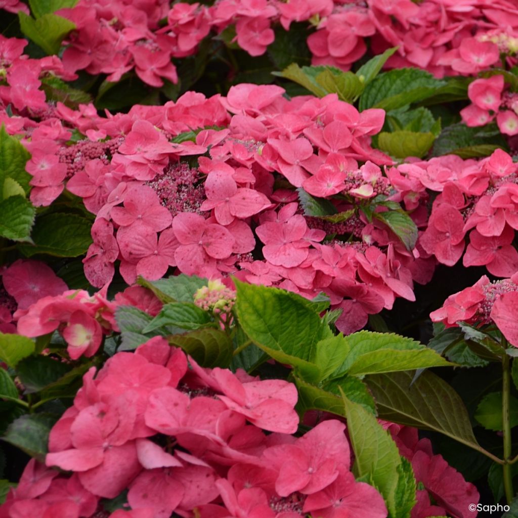 Hortensia macrophylla Dolce Fragola - Hydrangea