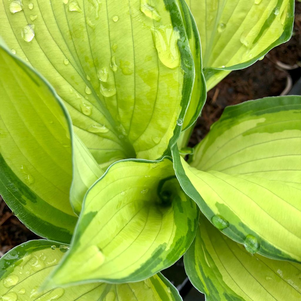 Hosta fortunei Albopicta