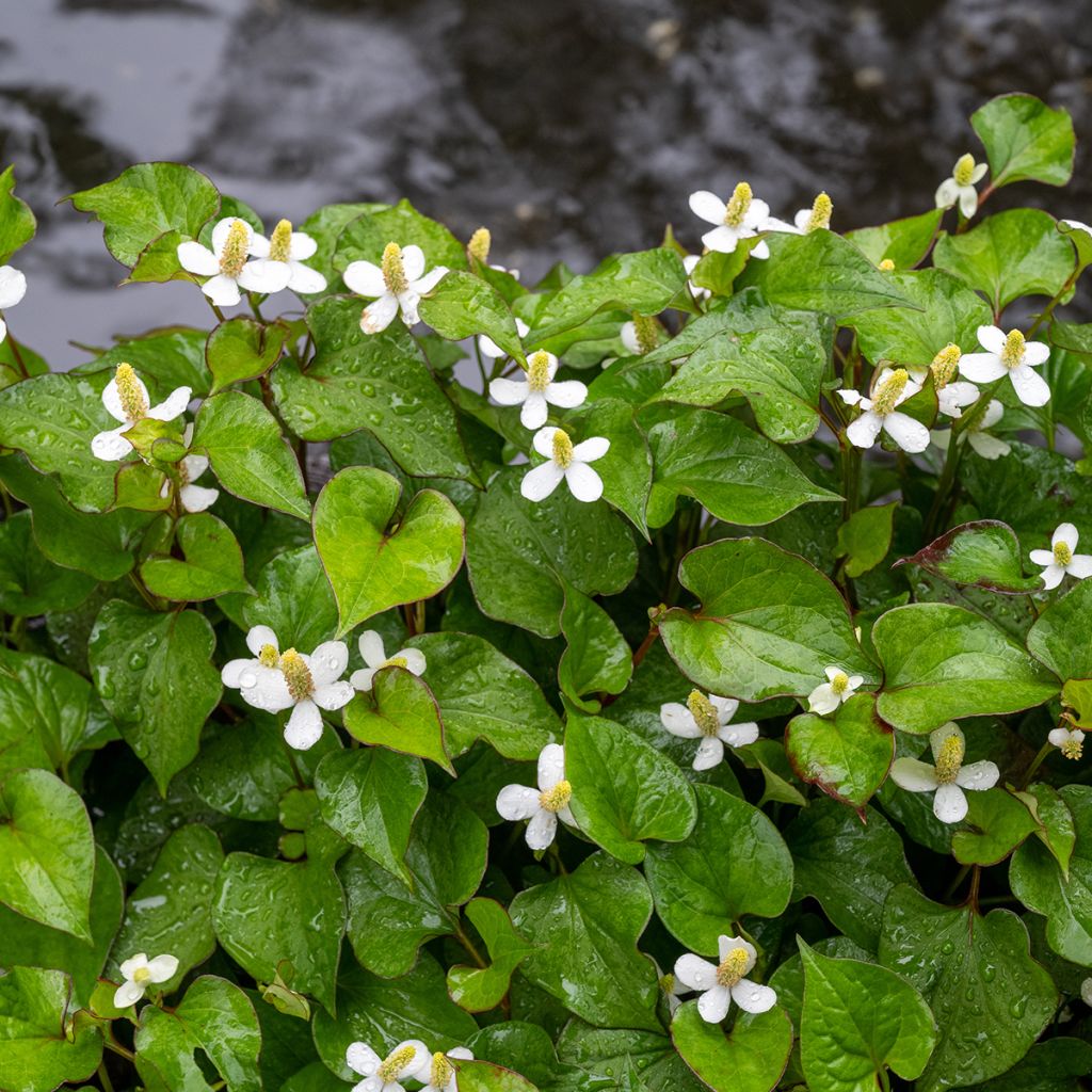 Hierba con olor a pescado - Houttuynia cordata