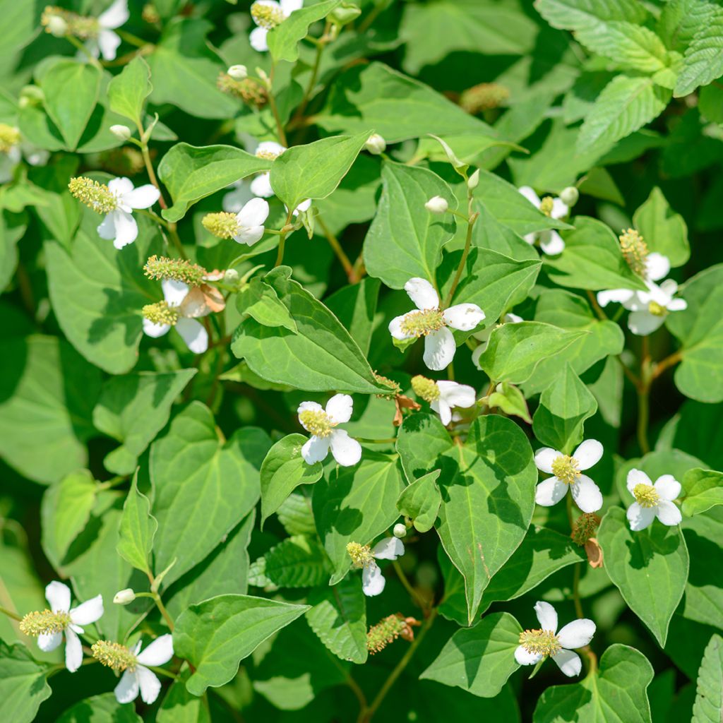 Hierba con olor a pescado - Houttuynia cordata