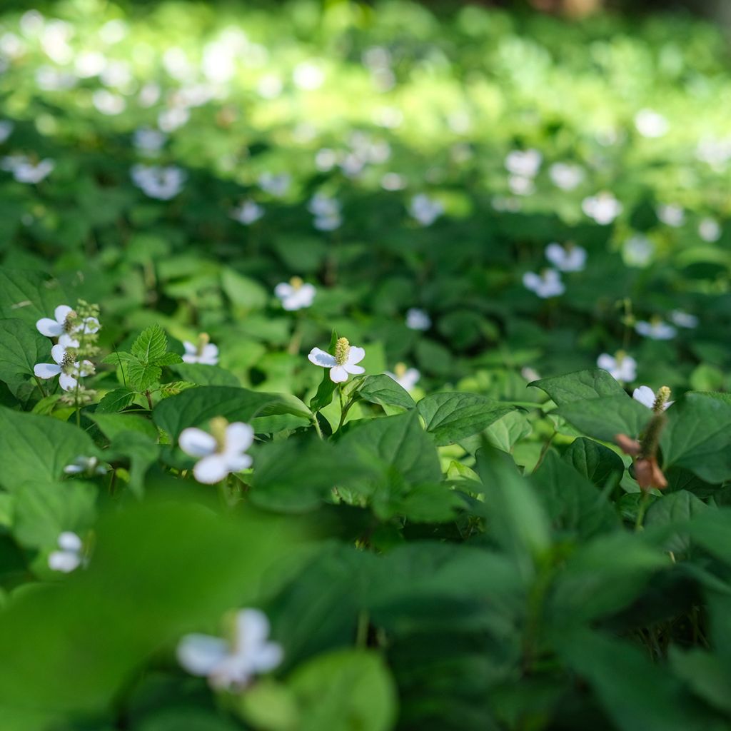 Hierba con olor a pescado - Houttuynia cordata