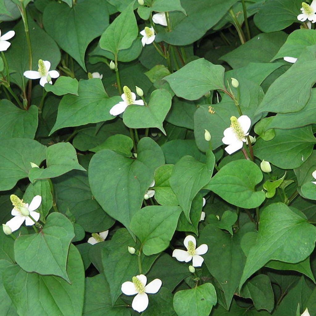 Hierba con olor a pescado - Houttuynia cordata