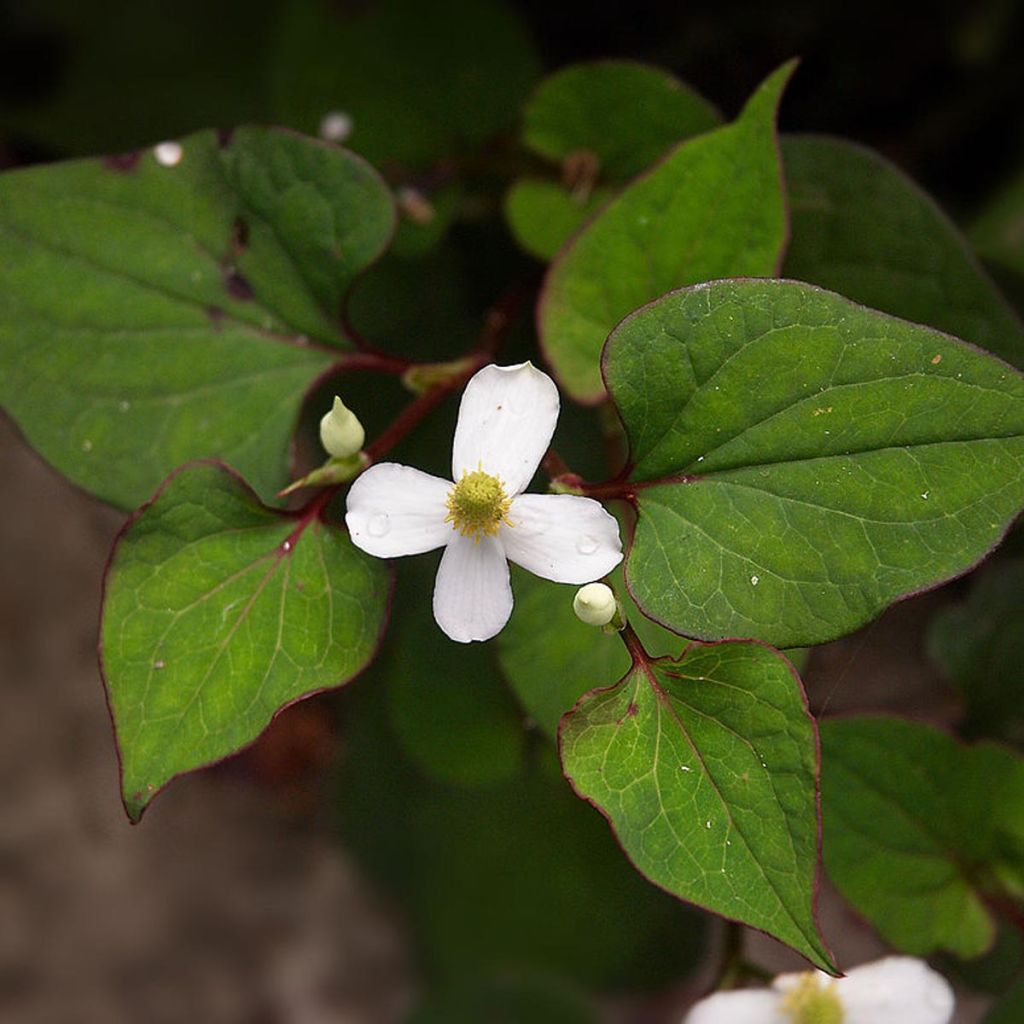 Hierba con olor a pescado - Houttuynia cordata
