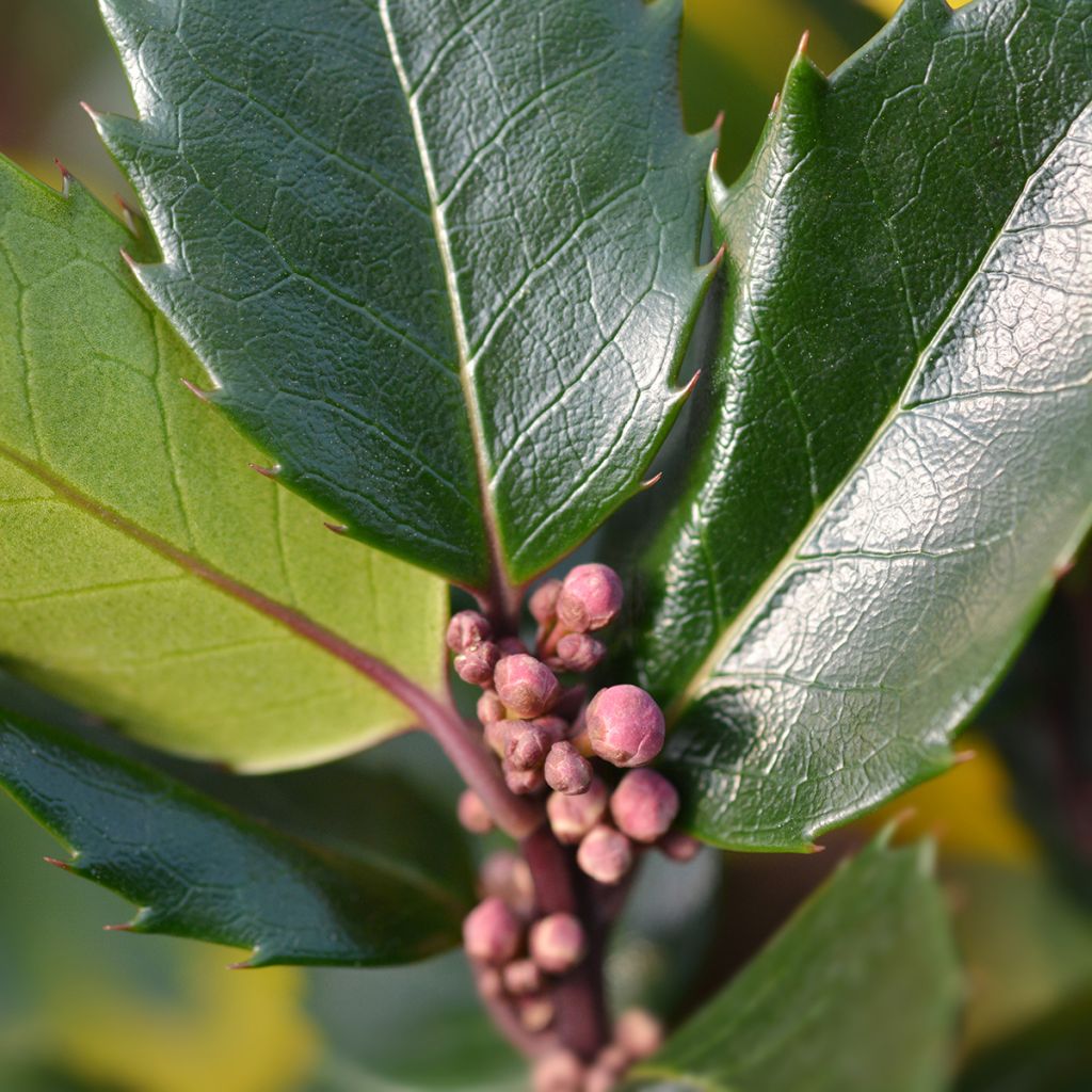 Ilex meserveae Blue Angel - Acebo azul