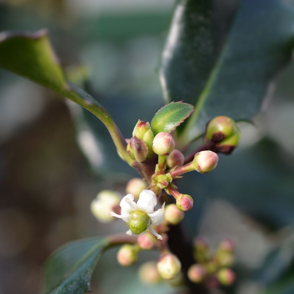 Ilex meserveae Blue Angel - Acebo azul