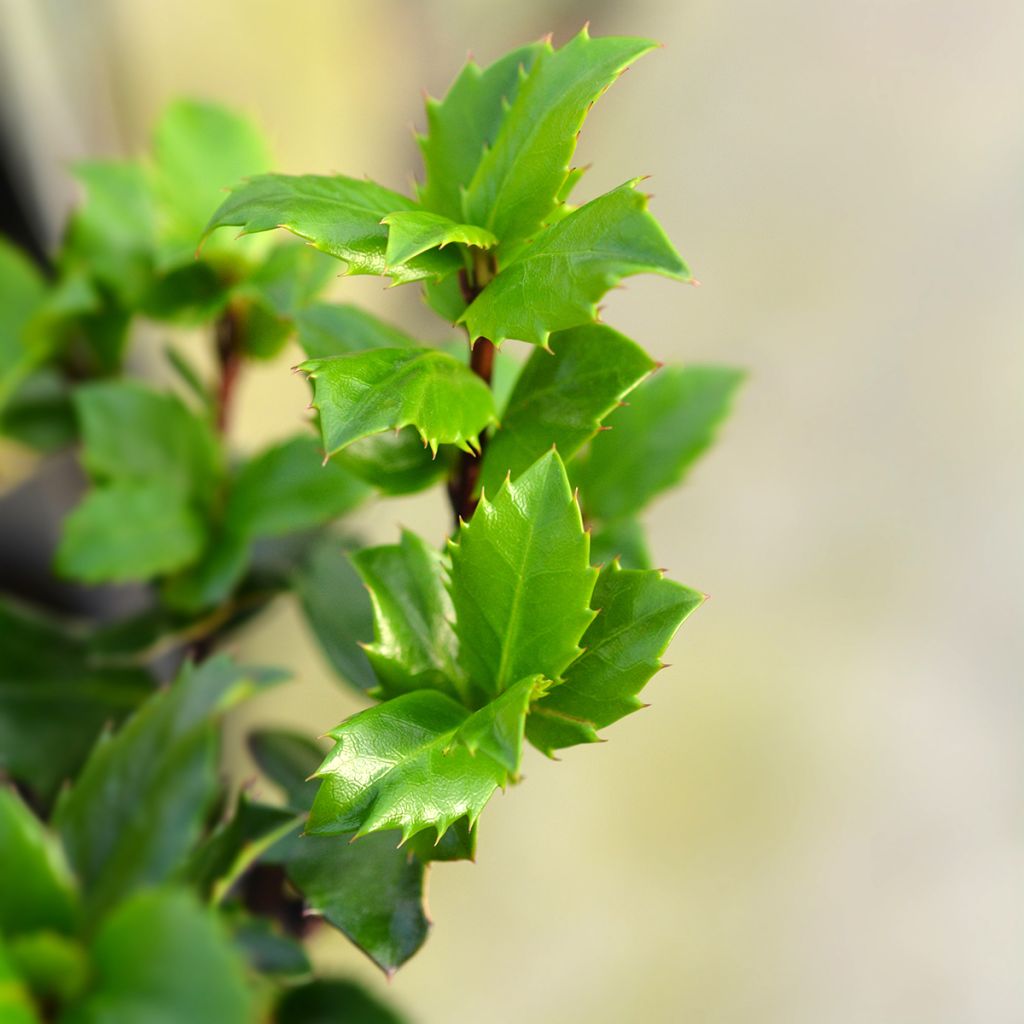 Ilex meserveae Blue Prince - Acebo azul
