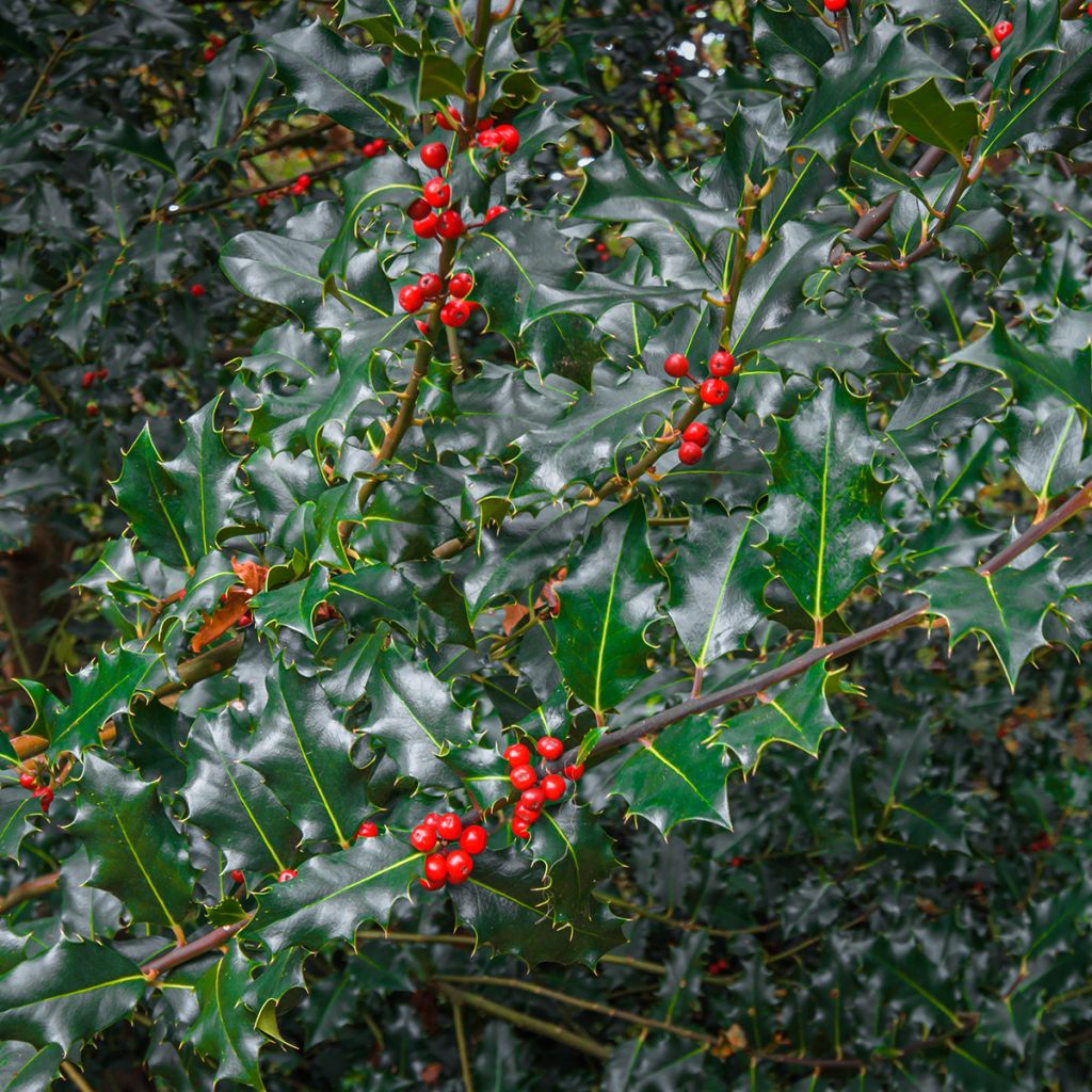 Acebo azul Blue princess - Ilex meserveae