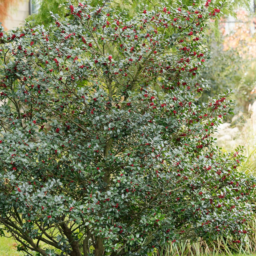 Acebo Alaska - Ilex aquifolium