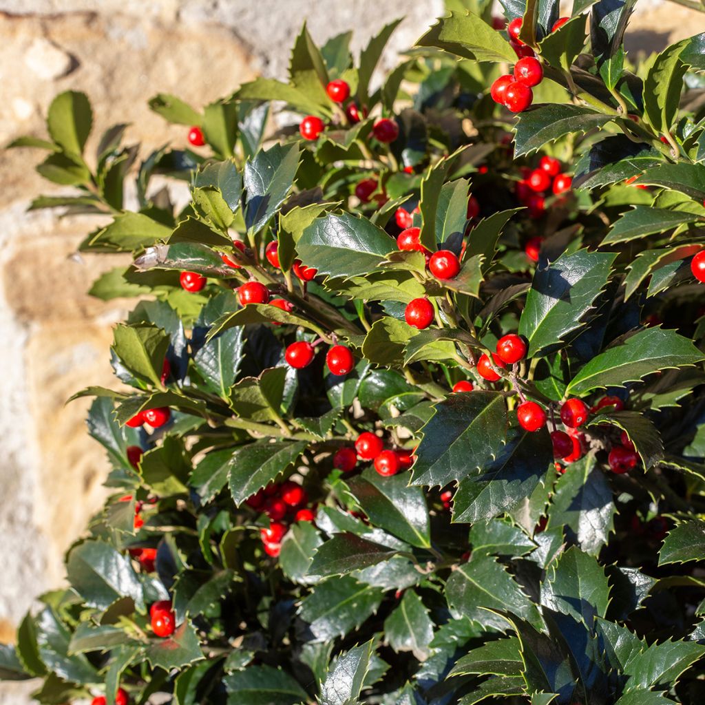 Acebo Alaska - Ilex aquifolium