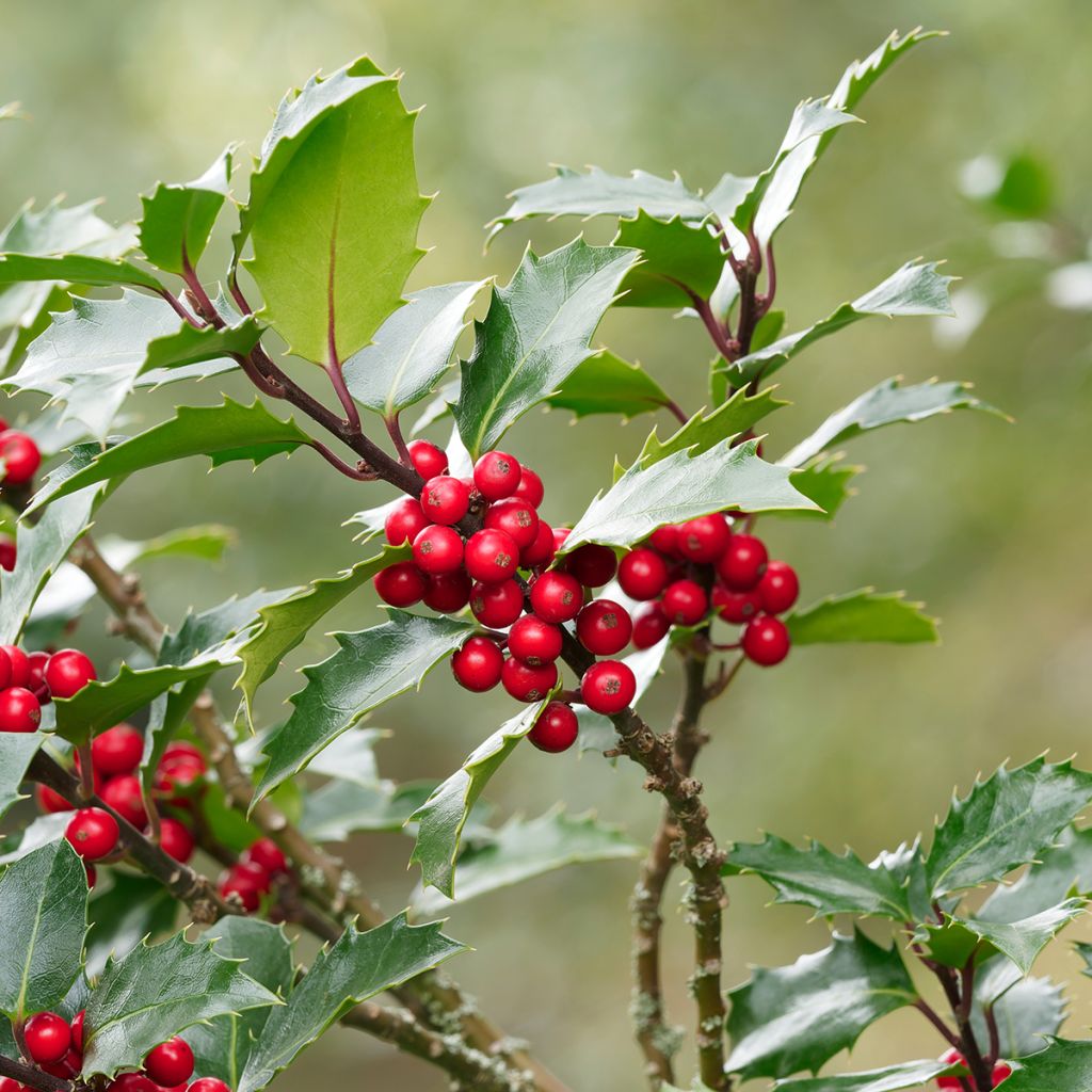 Acebo Alaska - Ilex aquifolium