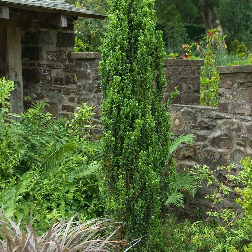 Acebo japonés Fastigiata - Ilex crenata