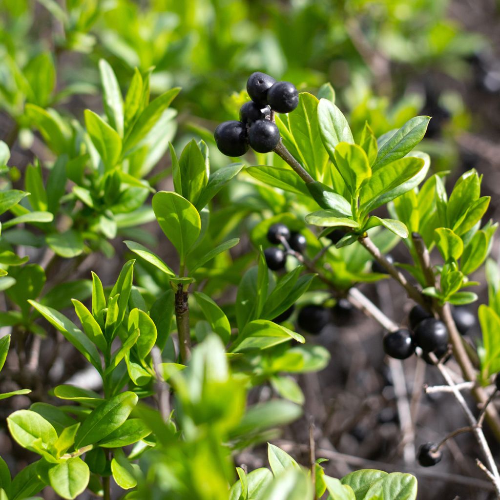 Acebo japonés Fastigiata - Ilex crenata