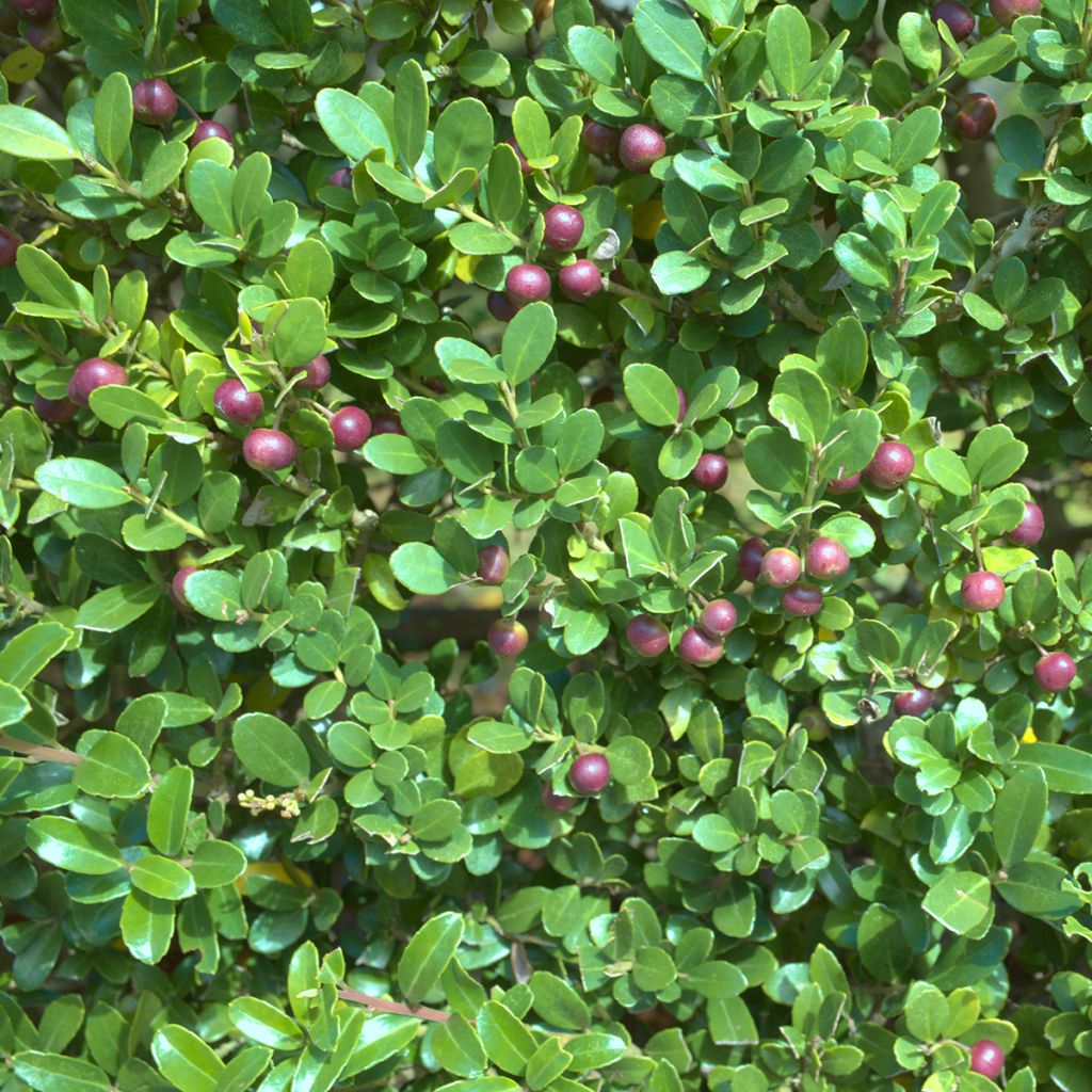 Acebo japonés Green Hedge - Ilex crenata
