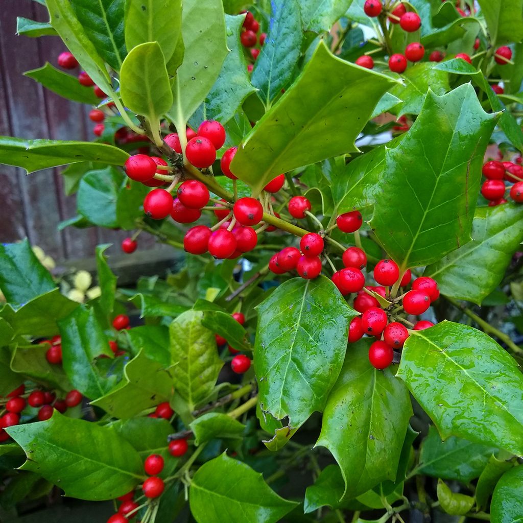 Acebo Nellie R. Stevens - Ilex