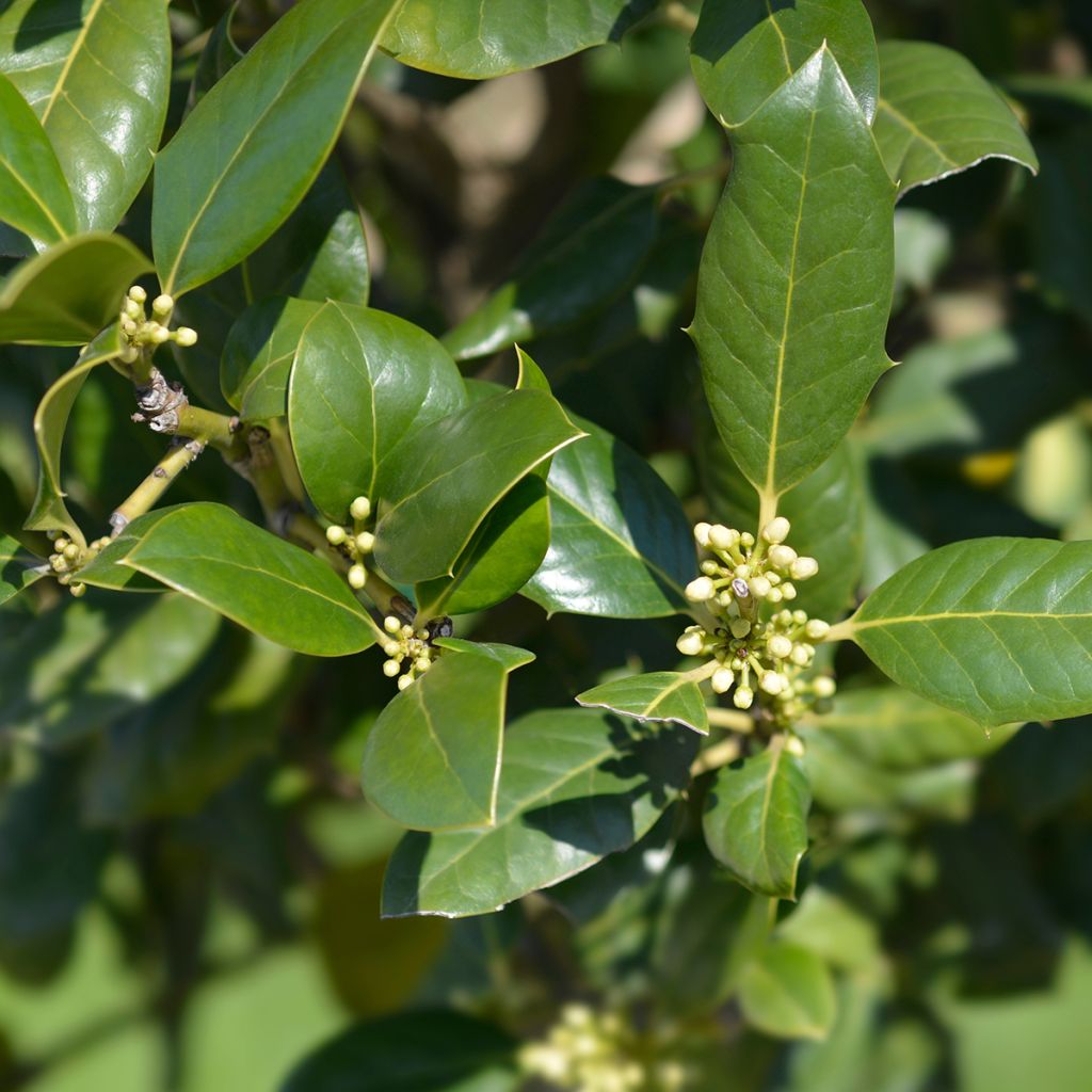 Acebo Nellie R. Stevens - Ilex