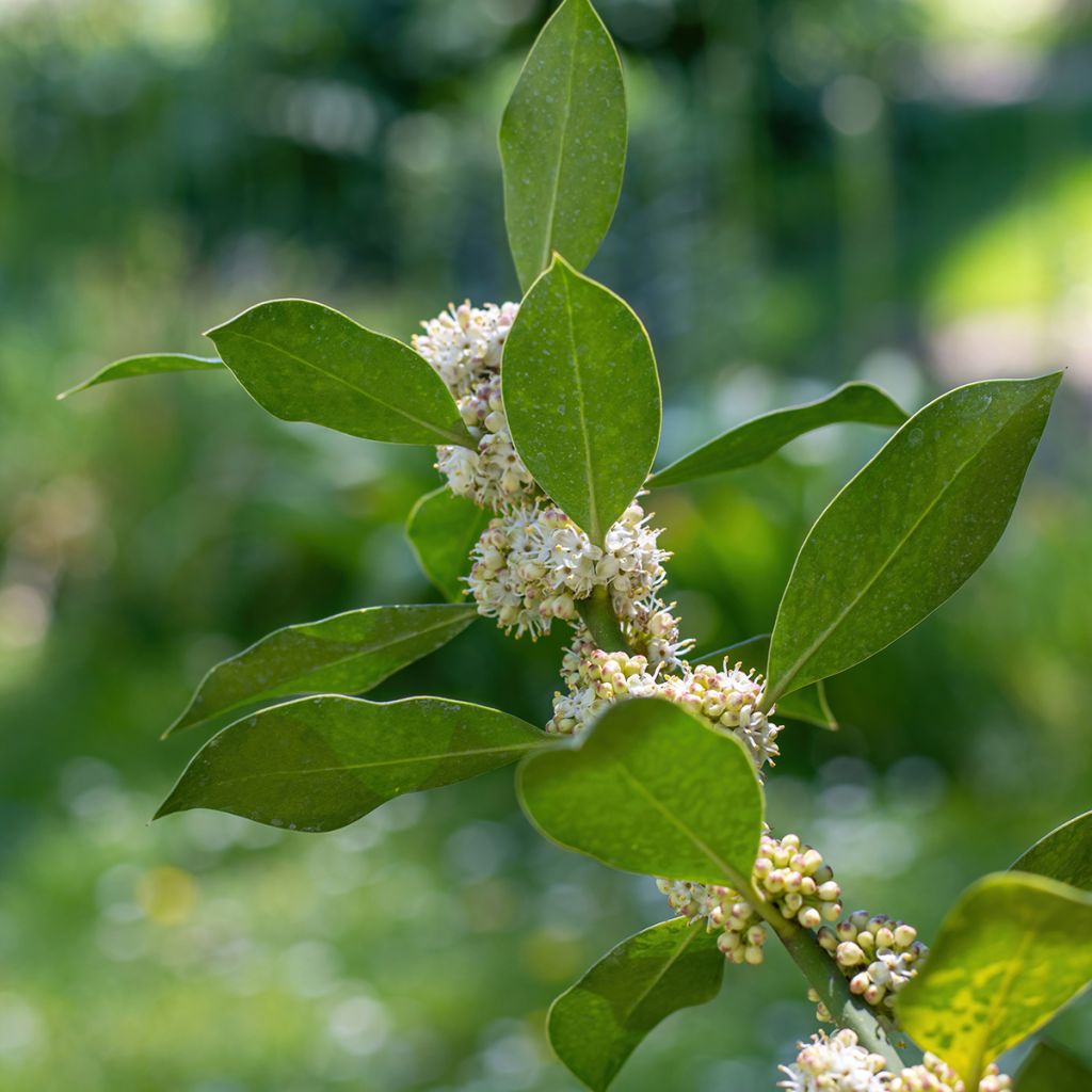 Acebo Nellie R. Stevens - Ilex