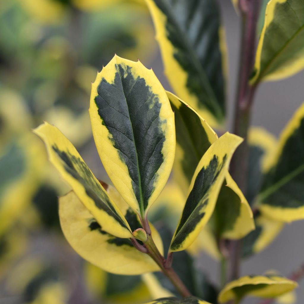 Acebo Golden King - Ilex