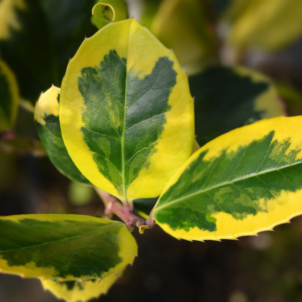 Acebo Golden King - Ilex