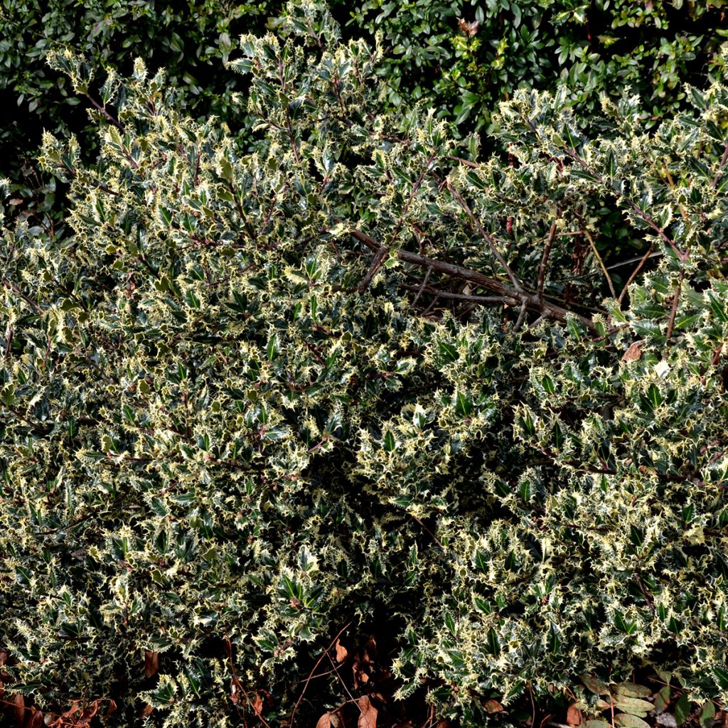Ilex aquifolium Argenteomarginata - Acebo