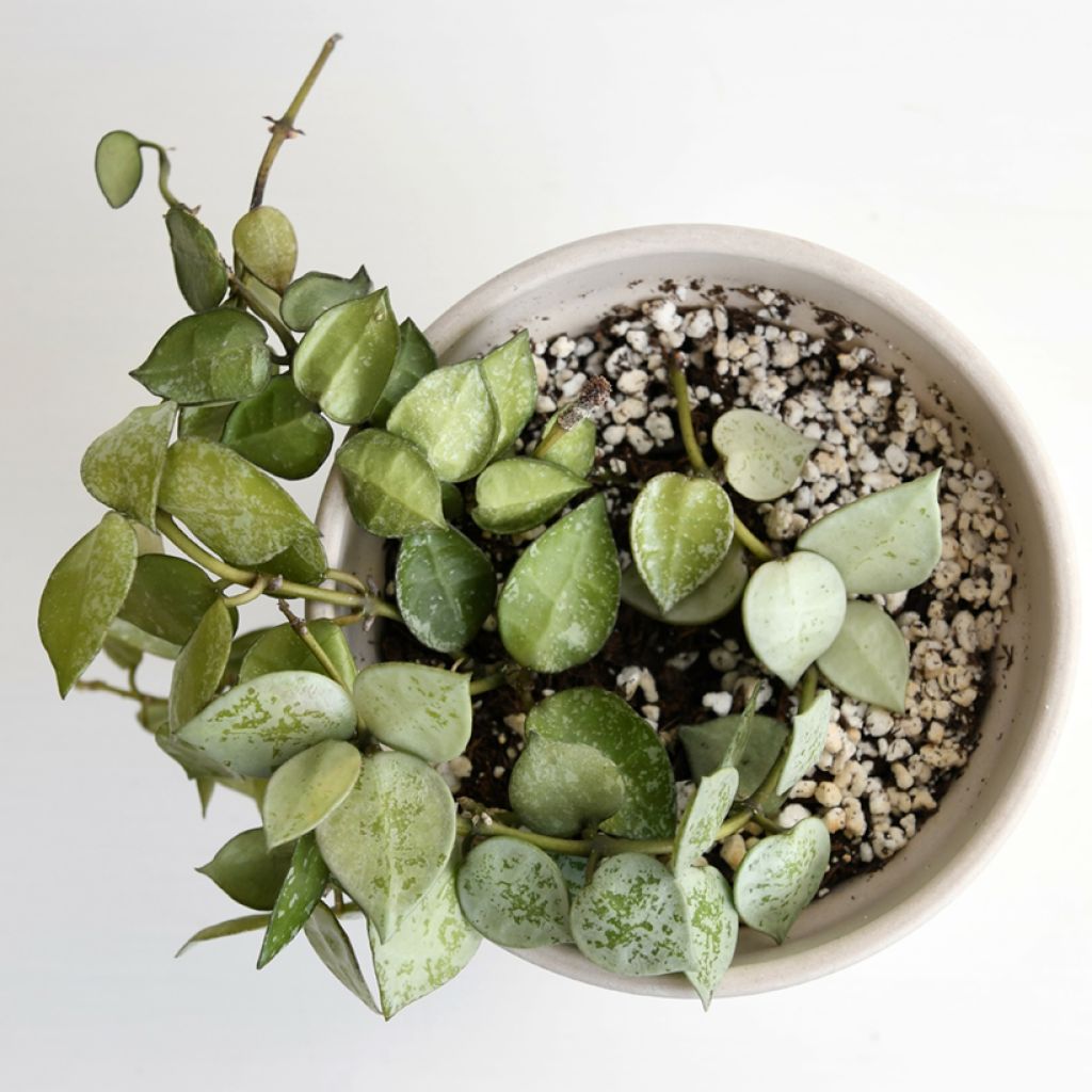 Hoya Eskimo