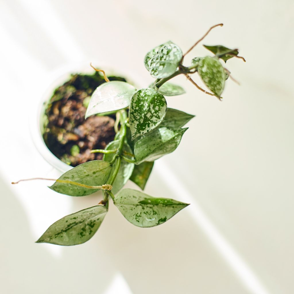 Hoya Eskimo