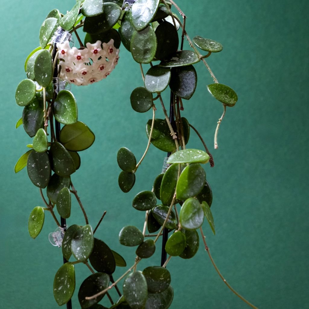Hoya Mathilde Splash