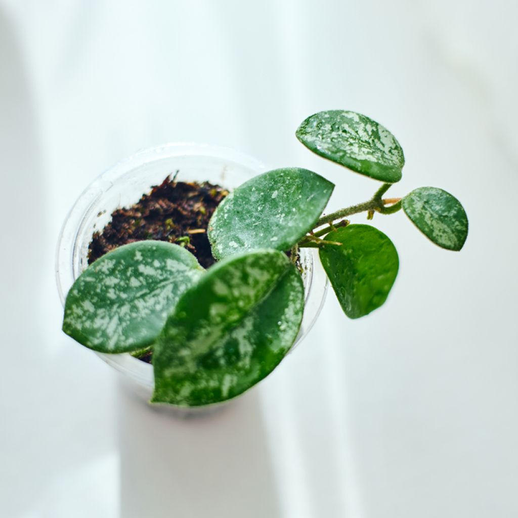 Hoya Mathilde Splash