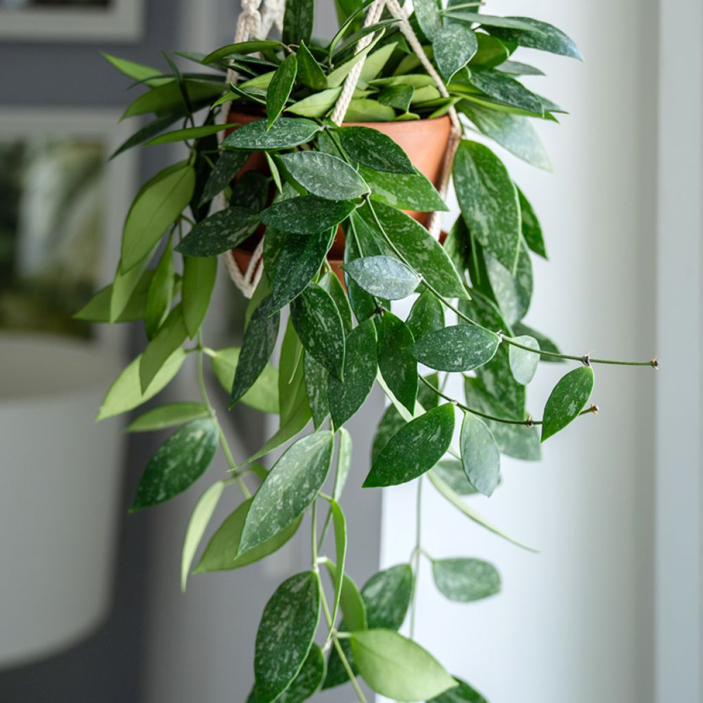 Hoya gracilis