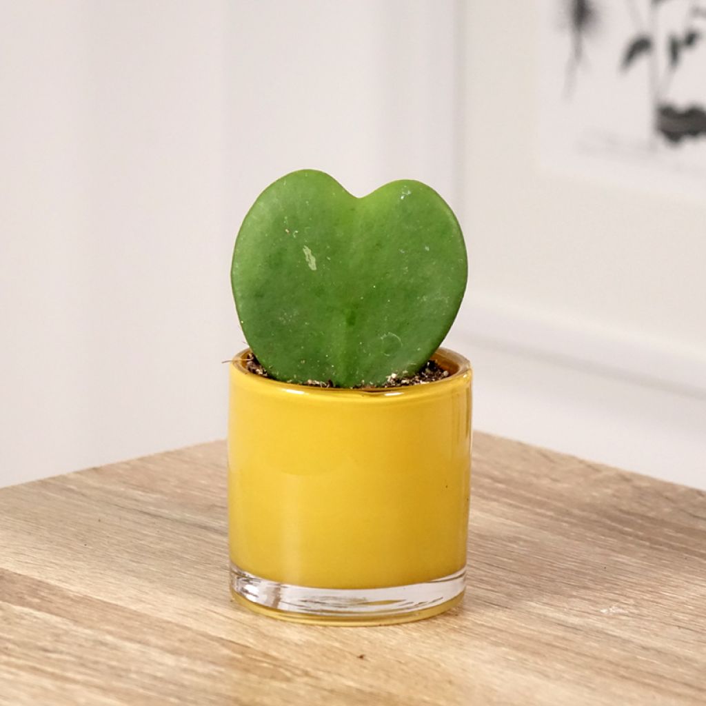 Hoya kerrii - Planta corazón