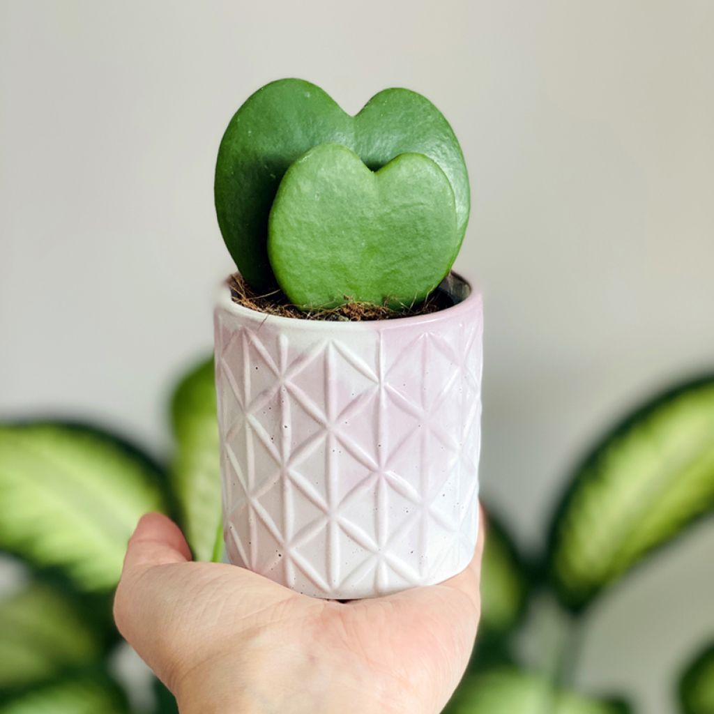 Hoya kerrii - Planta corazón