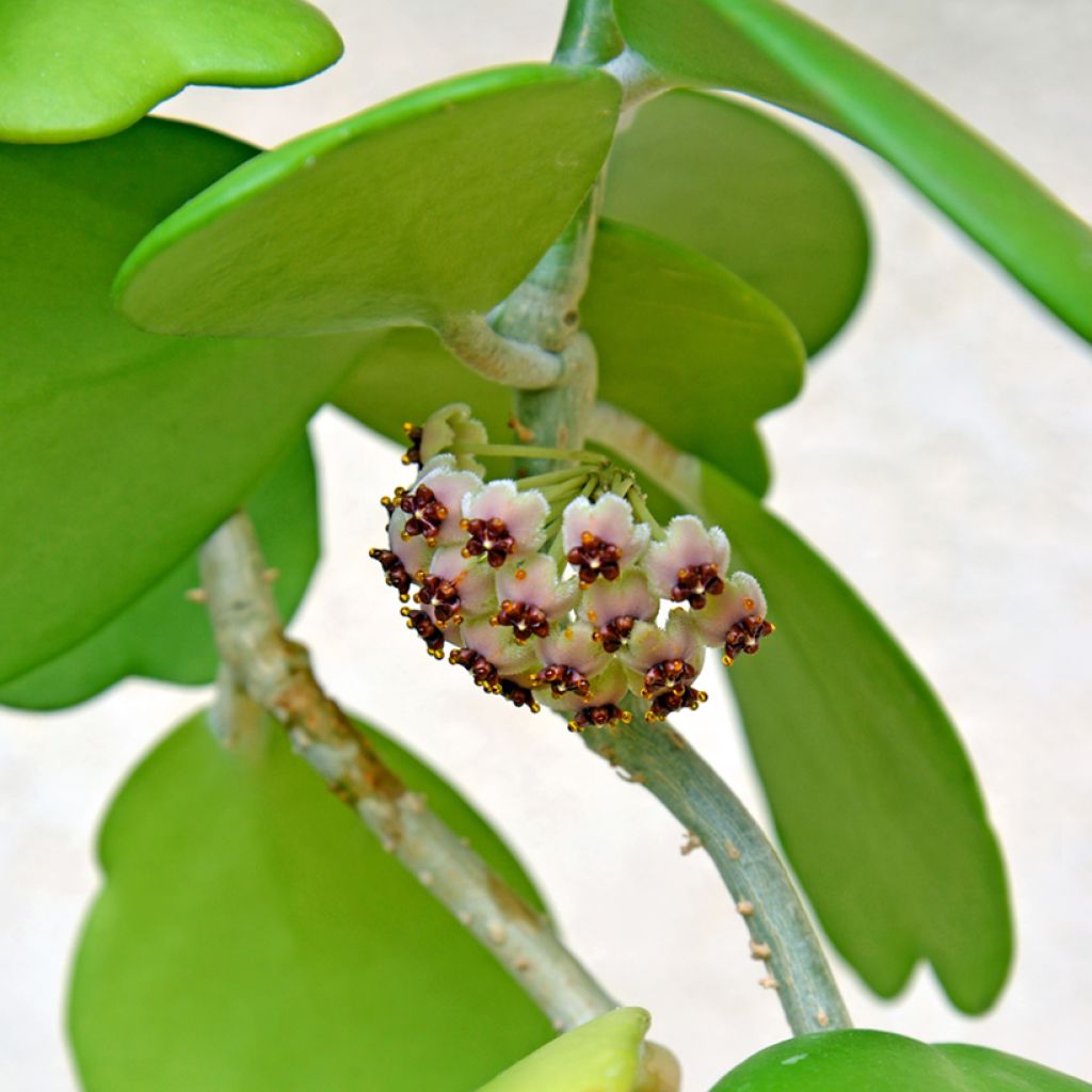 Hoya kerrii - Planta corazón