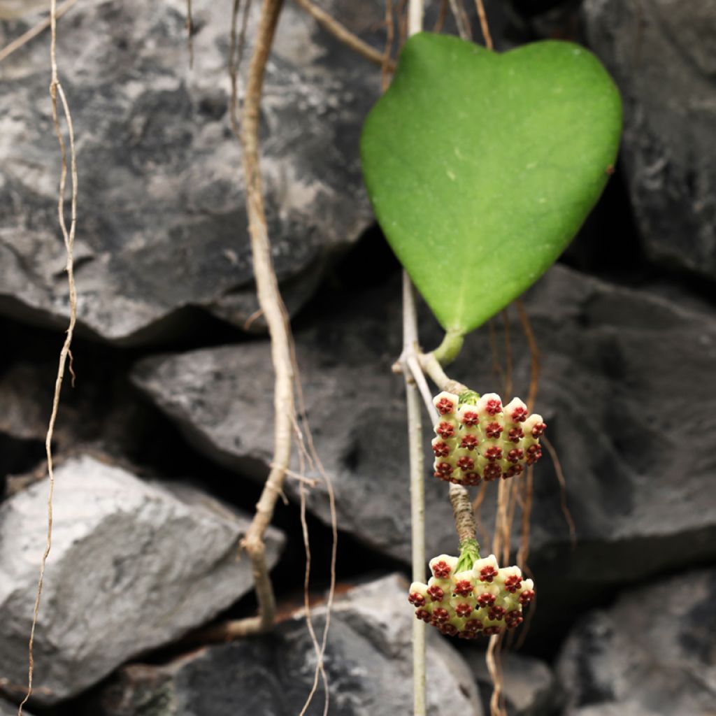 Hoya kerrii - Planta corazón