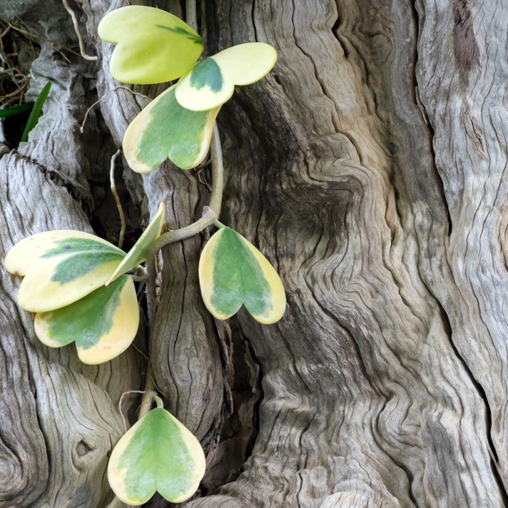 Hoya kerrii Variegata - Planta corazónnachée