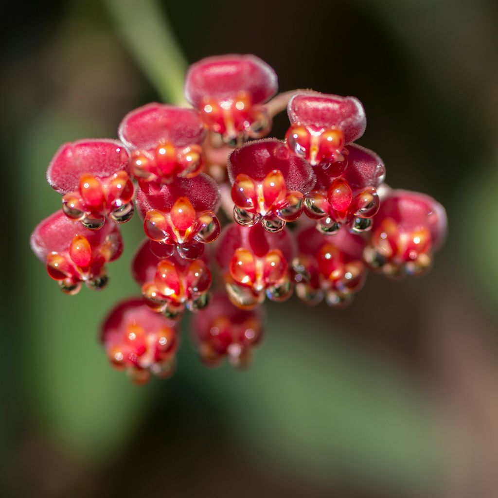 Hoya burtoniae Variegata