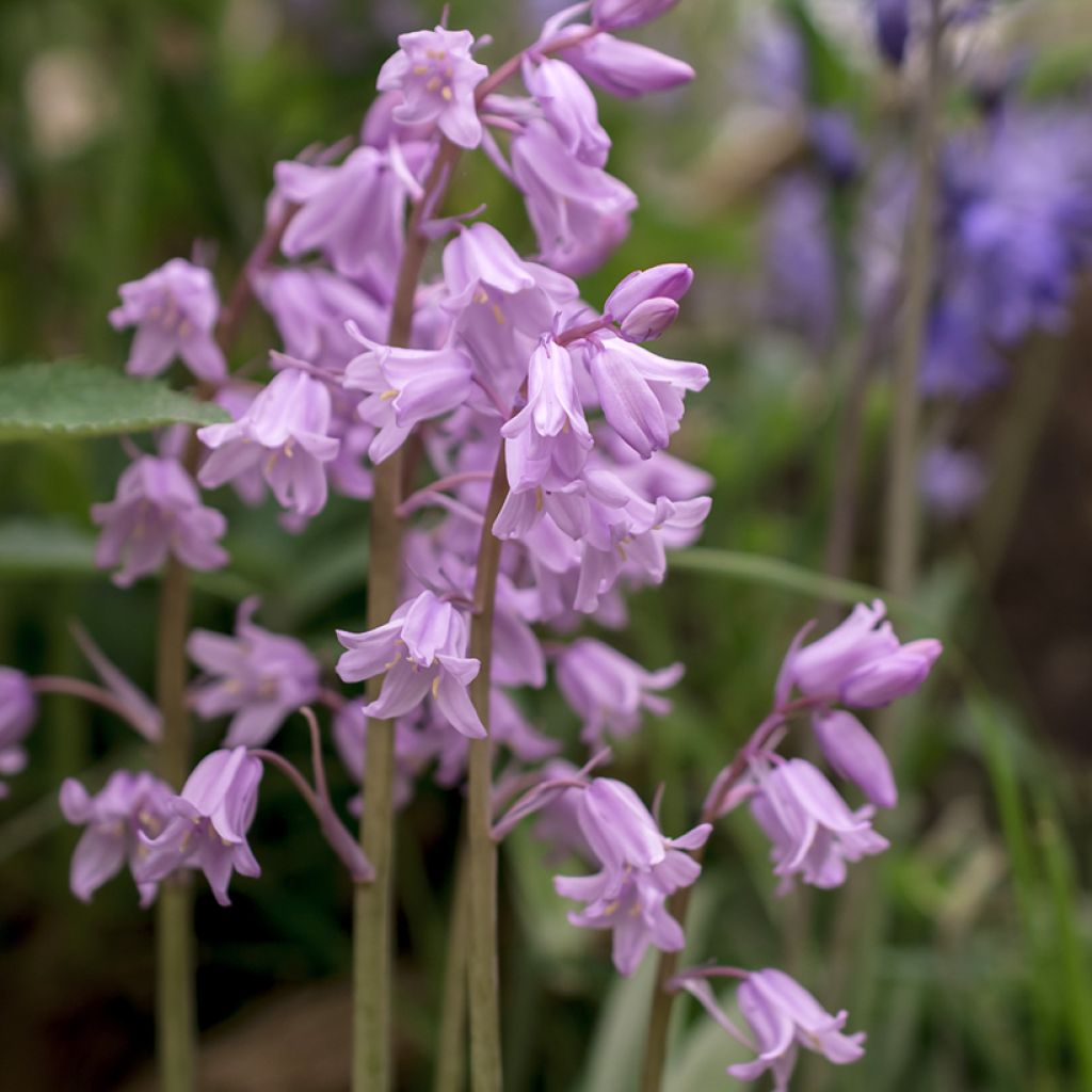 Jacinto silvestre Rosa - Hyacinthoides non-scripta Rosea