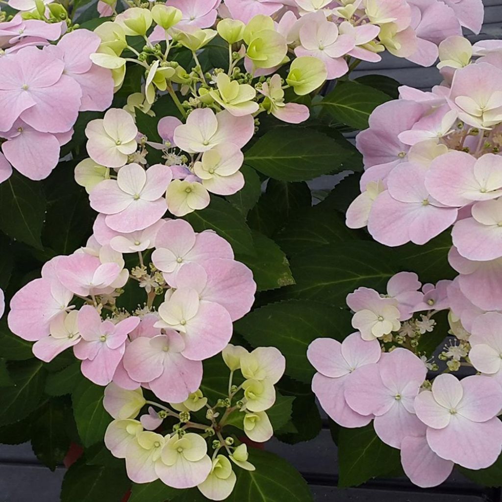 Hortensia French Bolero - Hydrangea