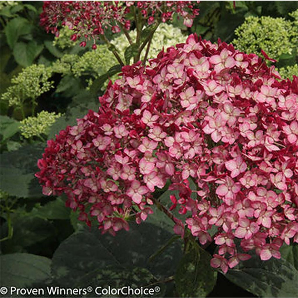 Hortensia arborescens Ruby Annabelle