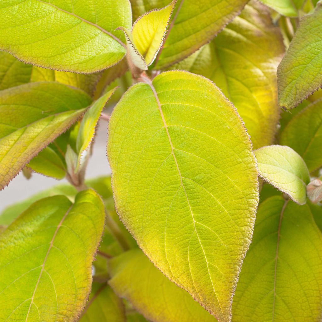 Hortensia aspera subsp. sargentiana Goldrush - Hydrangea
